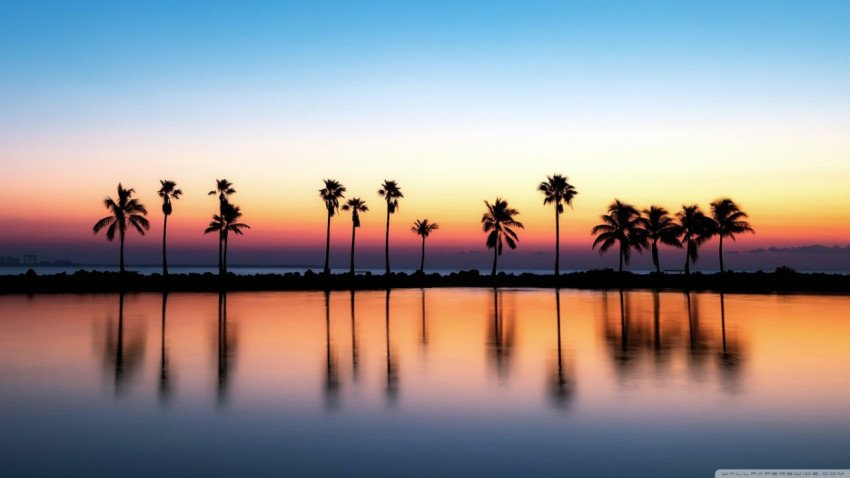 Palm trees background wallpaper 1366x768