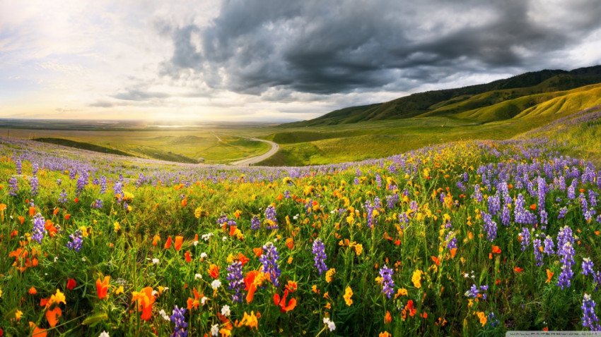 Flower field nature landscape wallpaper 1366x768