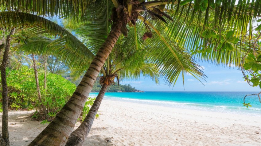 Travel tropical beach white sand summer palm trees holiday wallpaper 1366x768