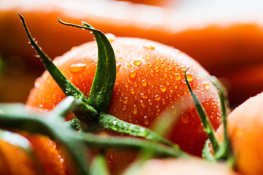 Wet tomato close up free photo