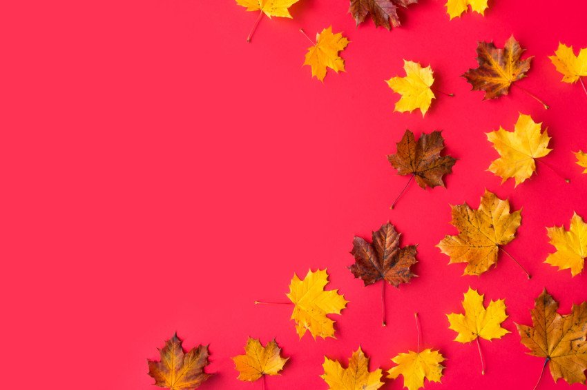 Autumn leaves on flat red background with room for text 2 free photo