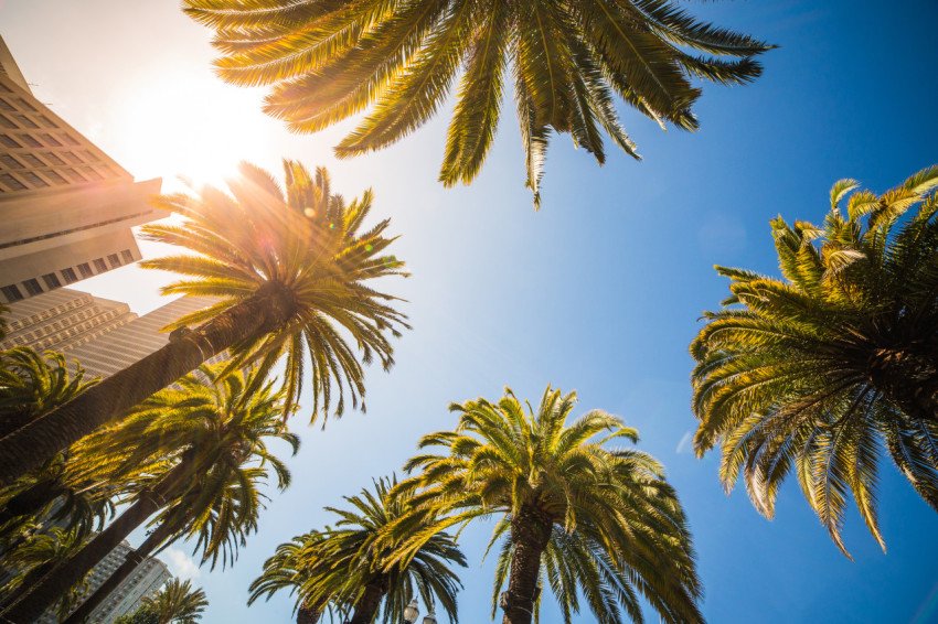 Sunny bottom view of high tropical palms