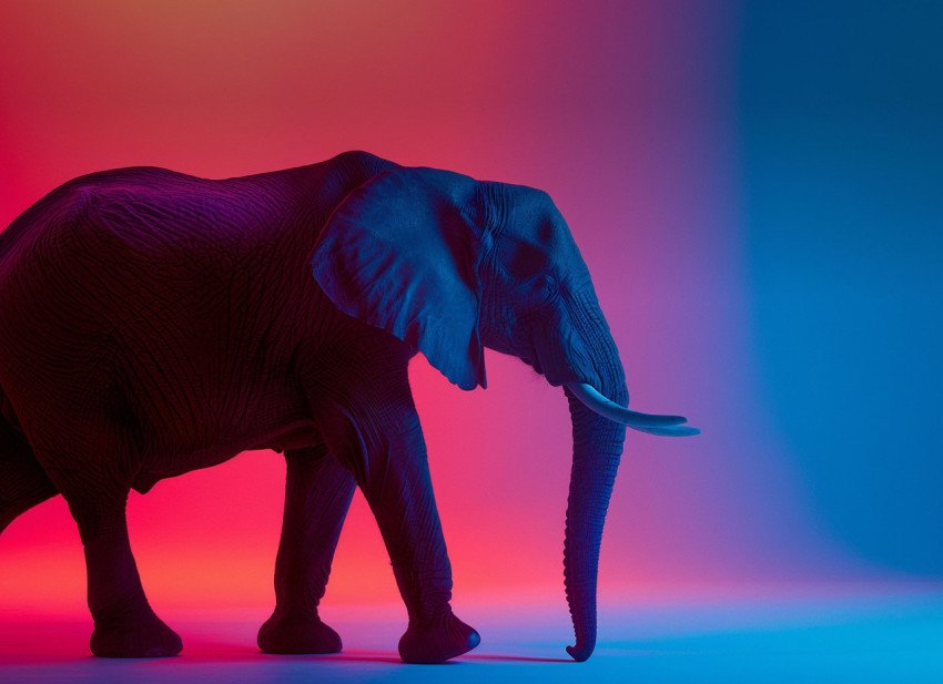 Elephant with Gradient Color Background