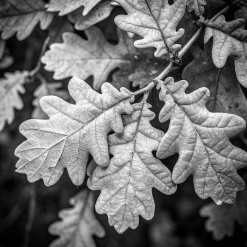 Oak leaves